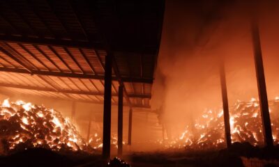 O Inferno Verde Como Inc ndios Florestais na Coreia do Sul Transformaram Vidas e Paisagens em Cinzas