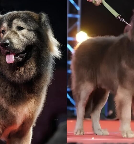 O Inimaginável Preço de Um Cão: O Mistério do Cadabomb Okami Vendido por R$ 25 Milhões 19 O Inimagin vel Pre o de Um C o O Mist rio do Cadabomb Okami Vendido por R 25 Milh es