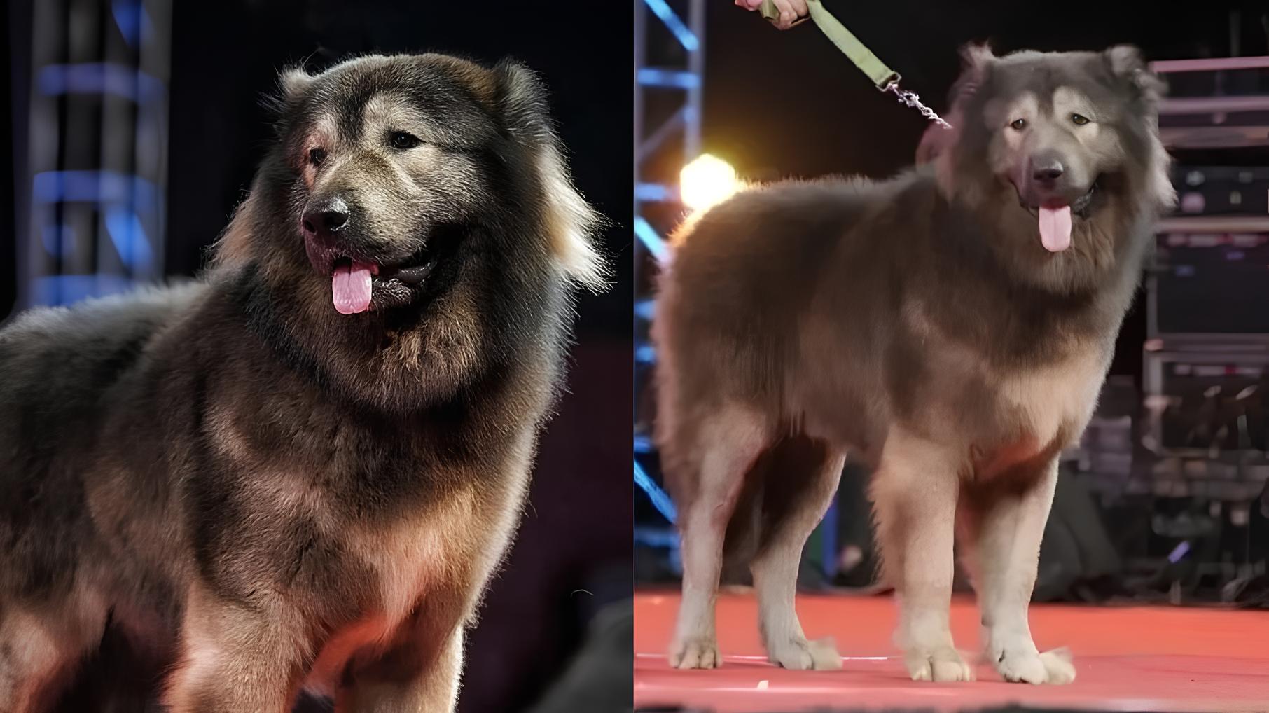 O Inimaginável Preço de Um Cão: O Mistério do Cadabomb Okami Vendido por R$ 25 Milhões 18 O Inimagin vel Pre o de Um C o O Mist rio do Cadabomb Okami Vendido por R 25 Milh es