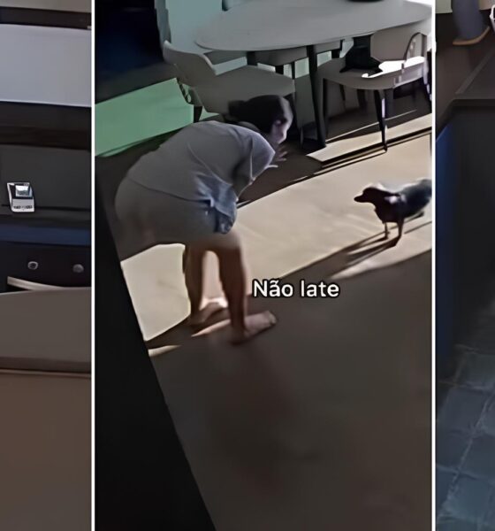 Quando a Cachorrinha Vira Vilã: A Saga de Amélie e o Bebê Que Não Podia Dormir 16 Quando a Cachorrinha Vira Vil A Saga de Am lie e o Beb Que N o Podia Dormir
