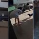 Quando a Cachorrinha Vira Vil A Saga de Am lie e o Beb Que N o Podia Dormir