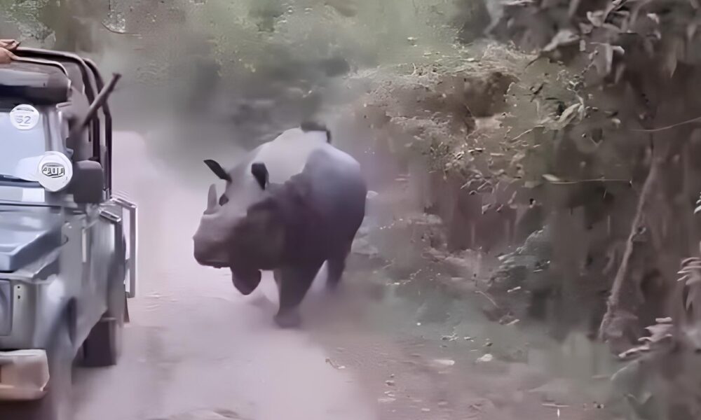 Quando a Natureza Entra em Cena Rinoceronte Indiano Persegue Turistas em Parque Nacional da ndia O Que H Por Tr s do Incidente