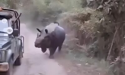 Quando a Natureza Entra em Cena Rinoceronte Indiano Persegue Turistas em Parque Nacional da ndia O Que H Por Tr s do Incidente