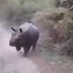 Quando a Natureza Entra em Cena Rinoceronte Indiano Persegue Turistas em Parque Nacional da ndia O Que H Por Tr s do Incidente