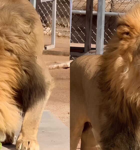 Quando o Rei da Selva Encontra a Humilde Alface: A Cara Fechada Que Conquistou o Mundo 16 Quando o Rei da Selva Encontra a Humilde Alface A Cara Fechada Que Conquistou o Mundo