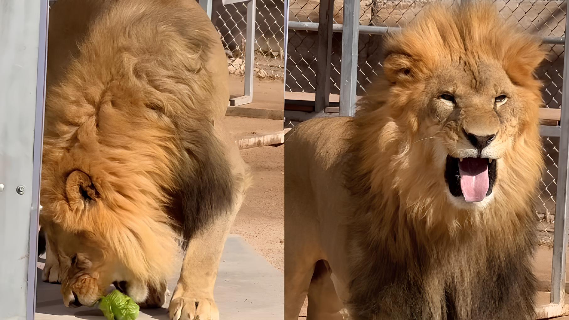 Quando o Rei da Selva Encontra a Humilde Alface: A Cara Fechada Que Conquistou o Mundo 15 Quando o Rei da Selva Encontra a Humilde Alface A Cara Fechada Que Conquistou o Mundo