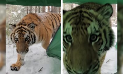 Quando o Selvagem Encontra o Dom stico O Dia em que um Tigre Virou H spede Inesperado de uma Cabana