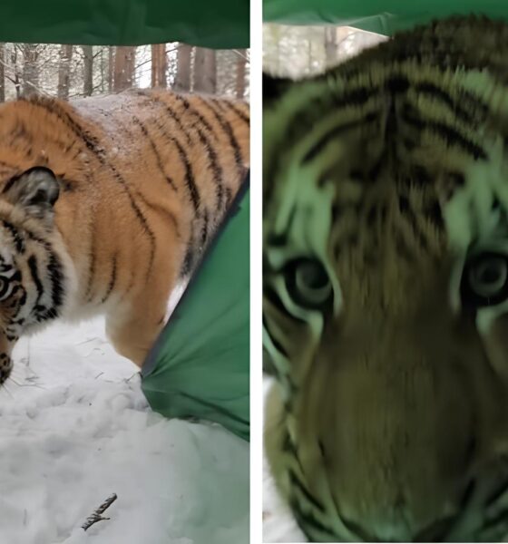 Quando o Selvagem Encontra o Doméstico: O Dia em que um Tigre Virou Hóspede Inesperado de uma Cabana 19 Quando o Selvagem Encontra o Dom stico O Dia em que um Tigre Virou H spede Inesperado de uma Cabana