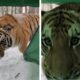 Quando o Selvagem Encontra o Dom stico O Dia em que um Tigre Virou H spede Inesperado de uma Cabana