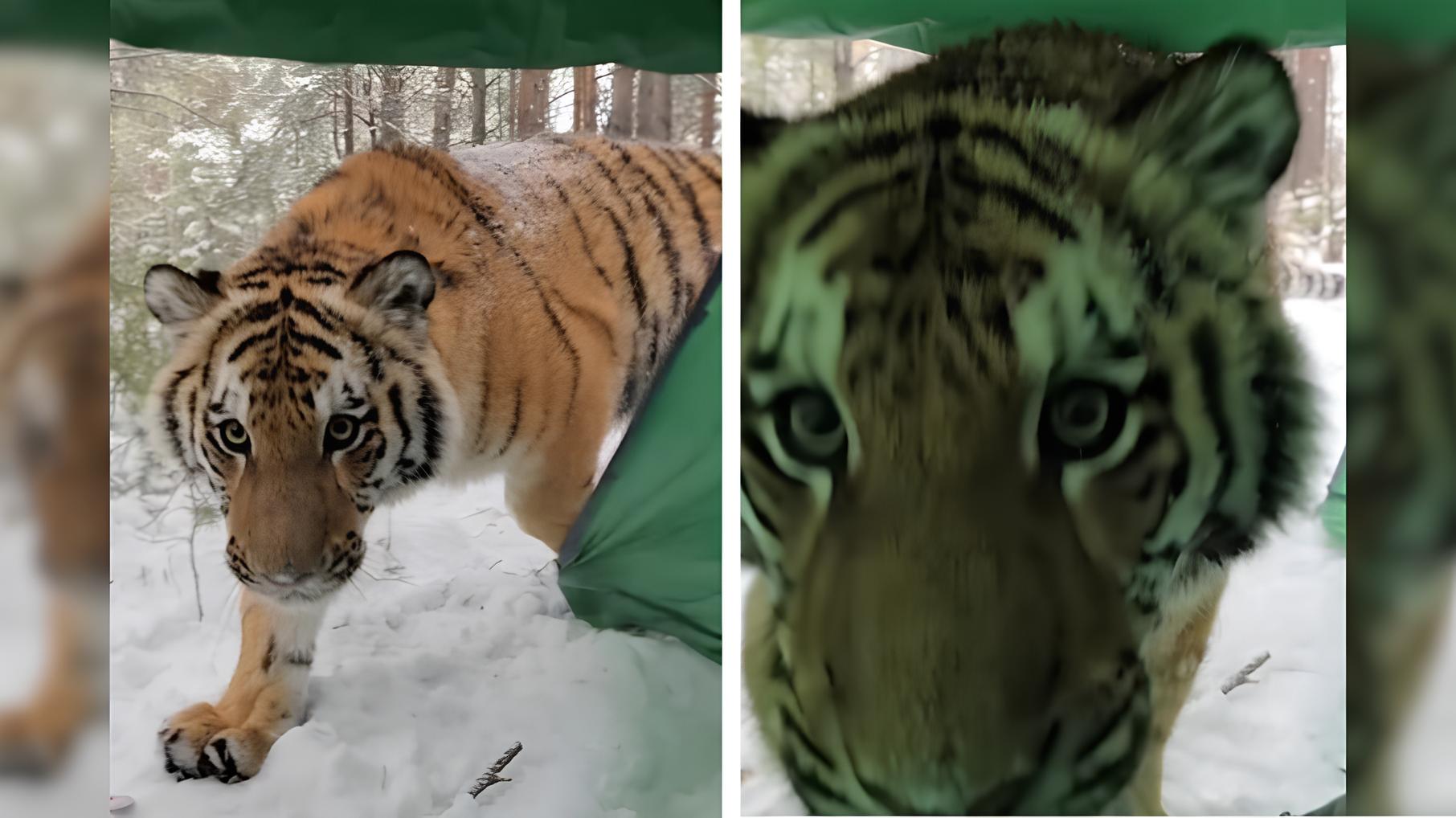 Quando o Selvagem Encontra o Doméstico: O Dia em que um Tigre Virou Hóspede Inesperado de uma Cabana 18 Quando o Selvagem Encontra o Dom stico O Dia em que um Tigre Virou H spede Inesperado de uma Cabana
