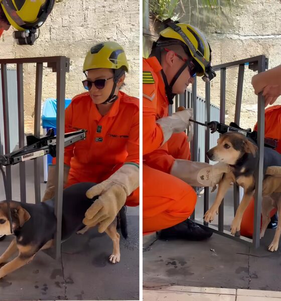 Quando um Cão Fica Preso na Grade: A História Real de Coragem e Resgate em Goiânia 16 Quando um C o Fica Preso na Grade A Hist ria Real de Coragem e Resgate em Goi nia