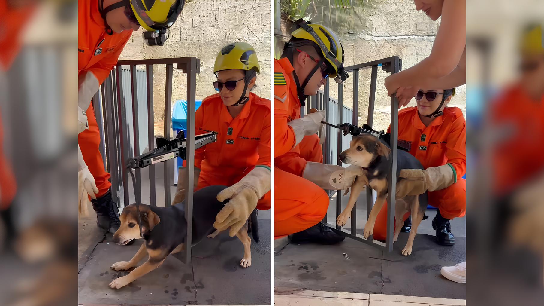 Quando um Cão Fica Preso na Grade: A História Real de Coragem e Resgate em Goiânia 15 Quando um C o Fica Preso na Grade A Hist ria Real de Coragem e Resgate em Goi nia