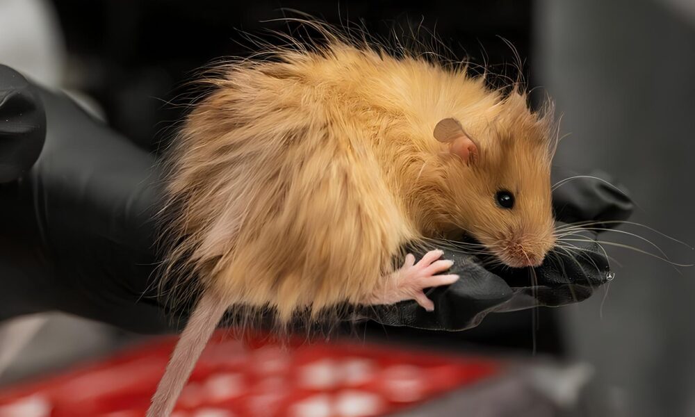 Ratos com DNA de Mamutes O Futuro da Desextin o e Suas Implica es