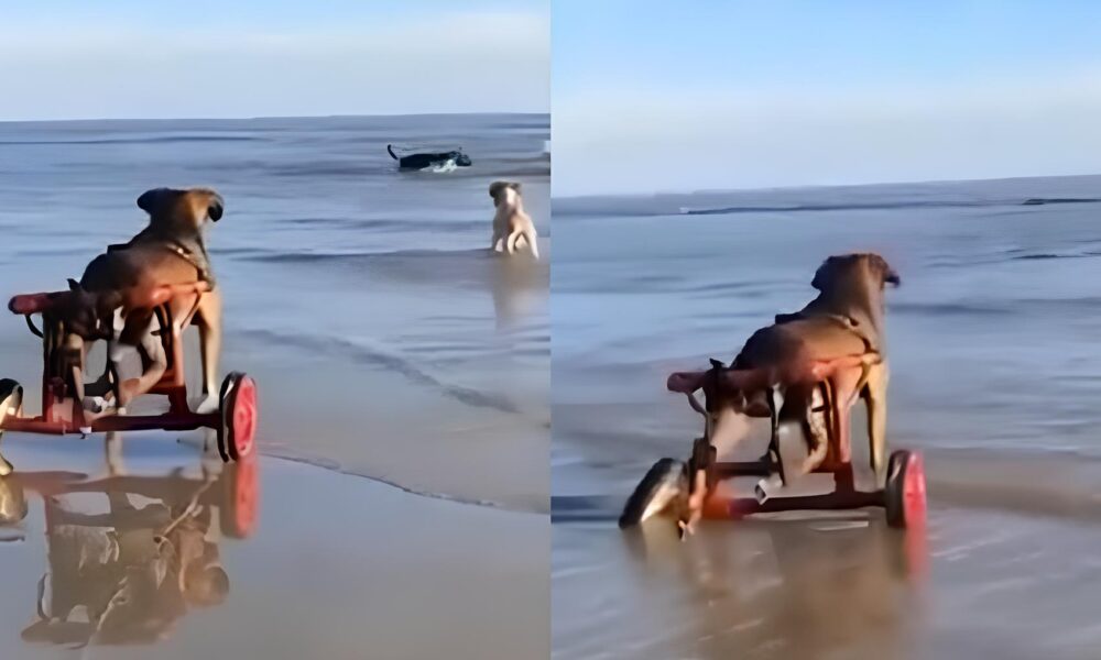 Um Momento de Liberdade C o em Cadeira de Rodas Conhece o Mar e Encanta Milh es