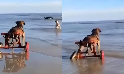 Um Momento de Liberdade C o em Cadeira de Rodas Conhece o Mar e Encanta Milh es