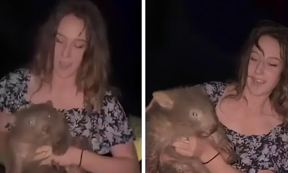 Uma Aventura Inusitada O Caso da Turista Americana e o Filhote de Vombate que Paralisou a Austr lia