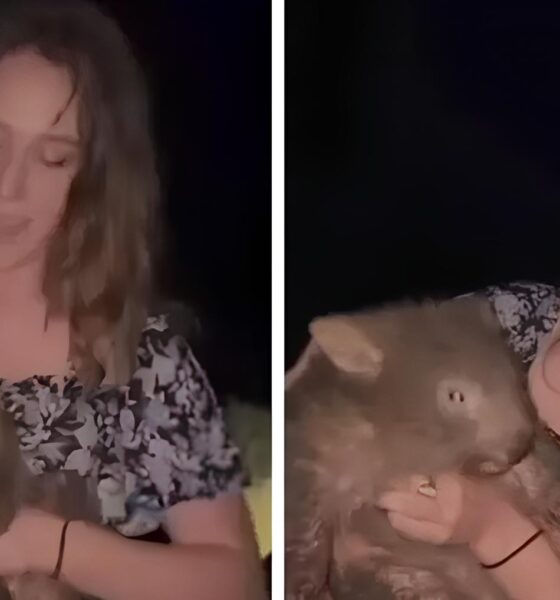 Uma Aventura Inusitada: O Caso da Turista Americana e o Filhote de Vombate que Paralisou a Austrália 16 Uma Aventura Inusitada O Caso da Turista Americana e o Filhote de Vombate que Paralisou a Austr lia