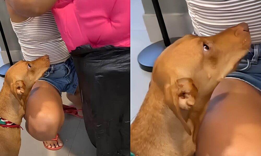 Uma Cama Para a Alma Como Uma Vira Lata Chamada Pururuca Conquistou o Cora o da Internet