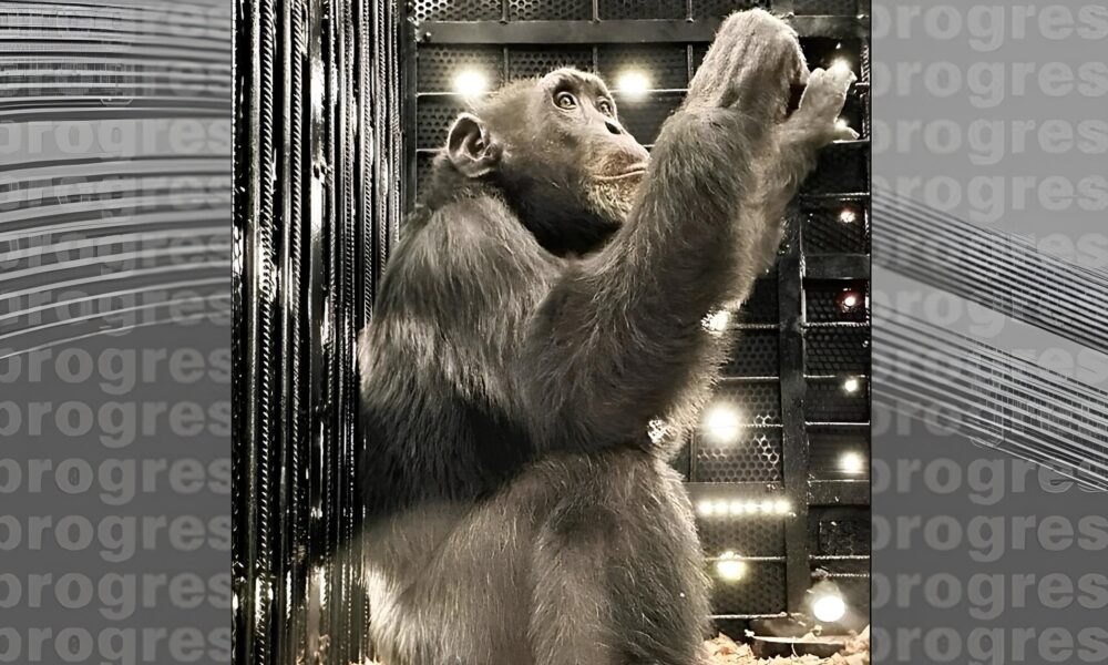 Yoko o Chimpanz Resgatado Como Um Primate V tima de Narcotr fico Conquistou Uma Nova Chance de Liberdade
