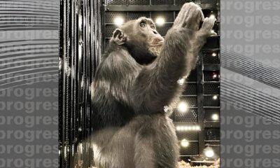 Yoko o Chimpanz Resgatado Como Um Primate V tima de Narcotr fico Conquistou Uma Nova Chance de Liberdade