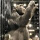 Yoko o Chimpanz Resgatado Como Um Primate V tima de Narcotr fico Conquistou Uma Nova Chance de Liberdade
