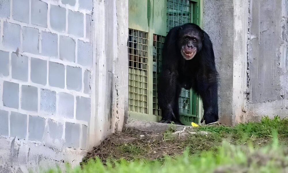 Yoko o Chimpanz Resgatado Uma Hist ria de Dor Sobreviv ncia e Recome o no Brasil