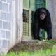 Yoko o Chimpanz Resgatado Uma Hist ria de Dor Sobreviv ncia e Recome o no Brasil