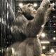 Yoko o Chimpanz Sobrevivente A Hist ria de um Resgate que Cruza Fronteiras e Consci ncias
