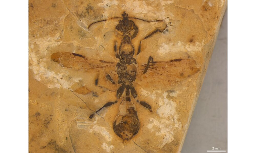 A Descoberta que Desafia o Tempo Formiga de 113 Milh es de Anos Encontrada no Cear Revela Segredos do Passado