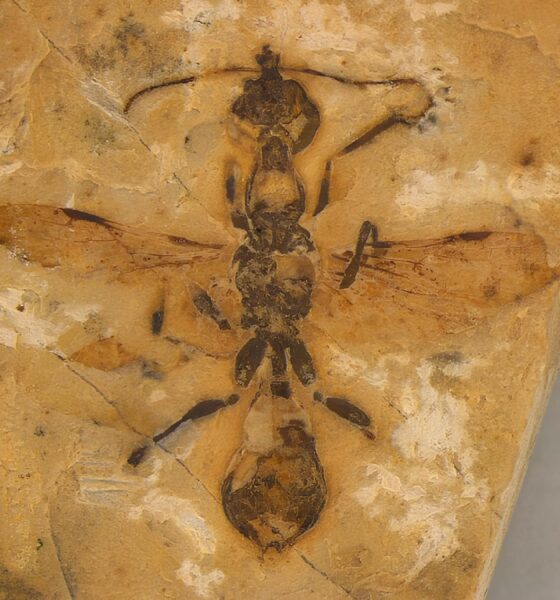 A Descoberta que Desafia o Tempo: Formiga de 113 Milhões de Anos Encontrada no Ceará Revela Segredos do Passado 16 A Descoberta que Desafia o Tempo Formiga de 113 Milh es de Anos Encontrada no Cear Revela Segredos do Passado