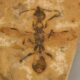 A Descoberta que Desafia o Tempo Formiga de 113 Milh es de Anos Encontrada no Cear Revela Segredos do Passado