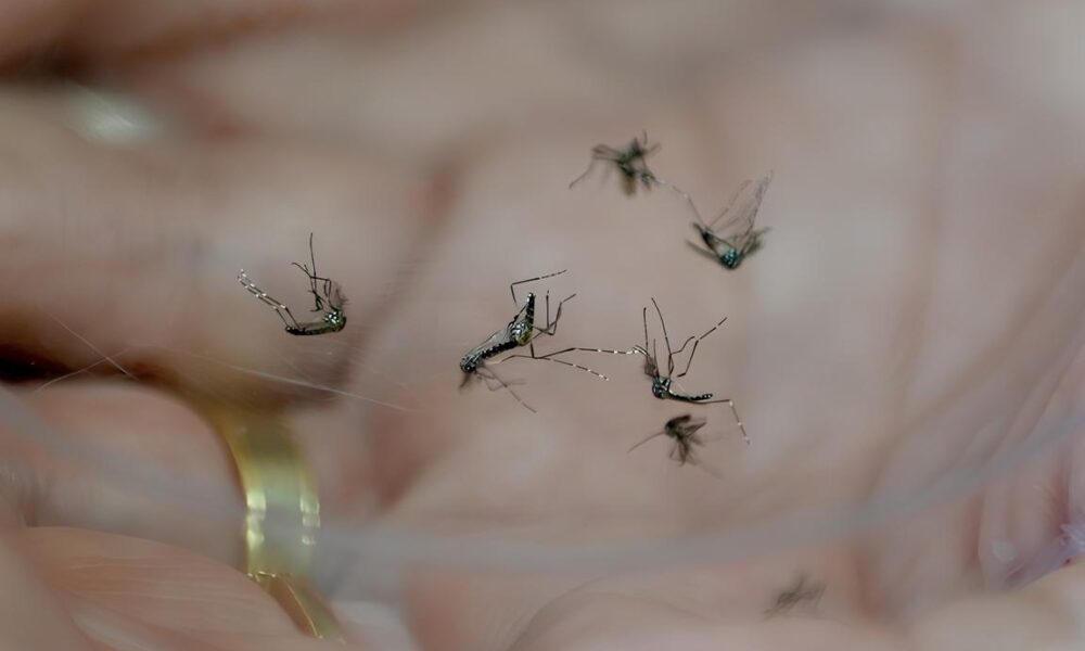 A Epidemia Silenciosa Como a Dengue Est Transformando Indaiatuba e Regi o em um Campo de Batalha