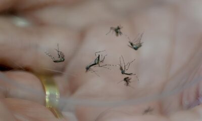 A Epidemia Silenciosa Como a Dengue Est Transformando Indaiatuba e Regi o em um Campo de Batalha