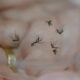 A Epidemia Silenciosa Como a Dengue Est Transformando Indaiatuba e Regi o em um Campo de Batalha