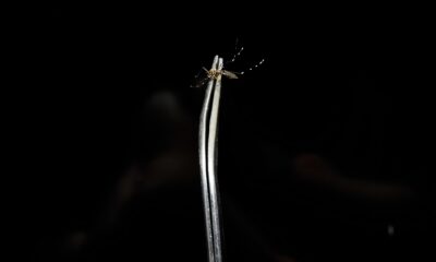 A Epidemia Silenciosa Dengue Avan a em Santa B rbara d Oeste e Deixa 105 Mortos na Regi o