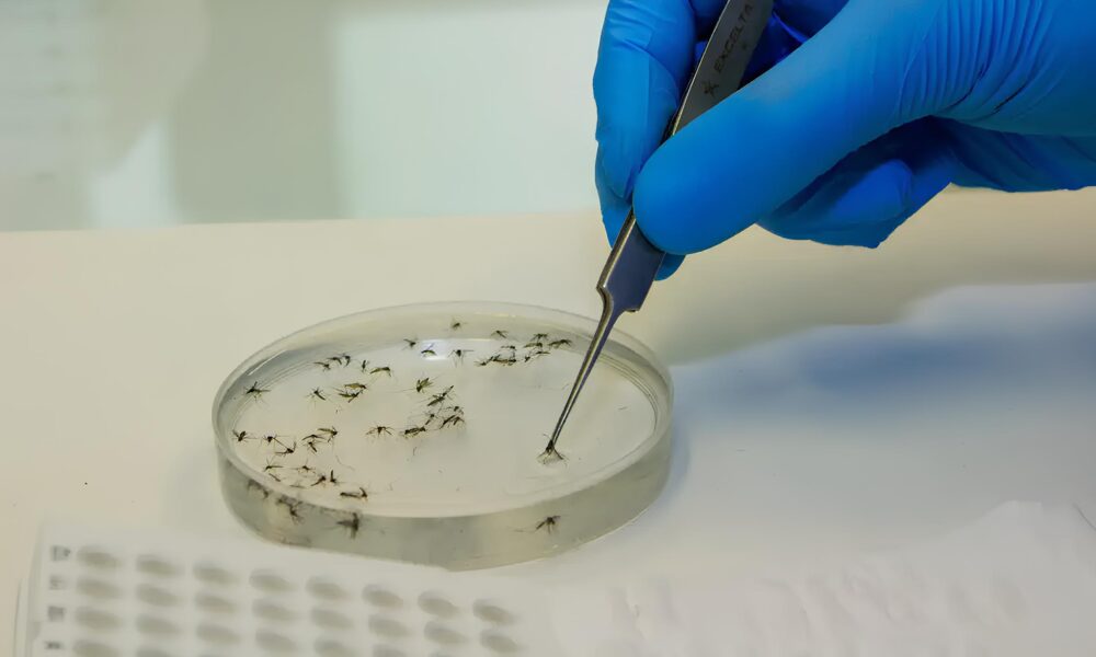 A Epidemia Silenciosa Jaguari na Registra Terceira Morte por Dengue em 2025 E Agora