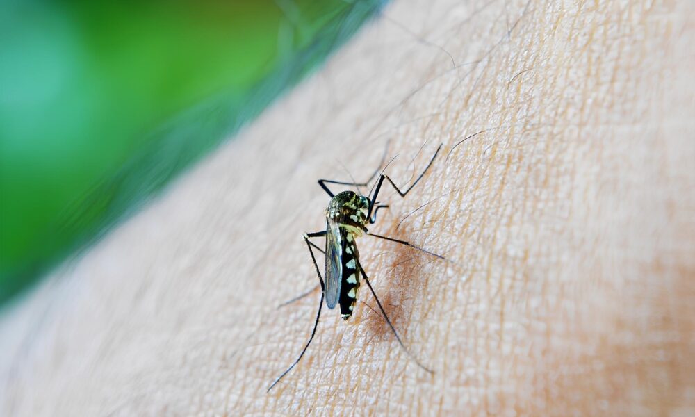 A Epidemia Silenciosa Por Que a Dengue Est Matando Mais em 2025