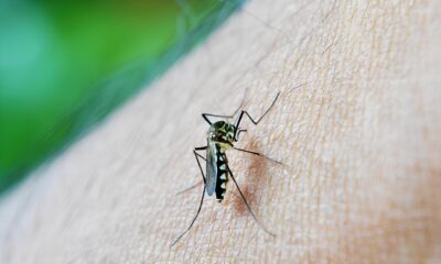 A Epidemia Silenciosa Por Que a Dengue Est Matando Mais em 2025
