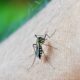 A Epidemia Silenciosa Por Que a Dengue Est Matando Mais em 2025