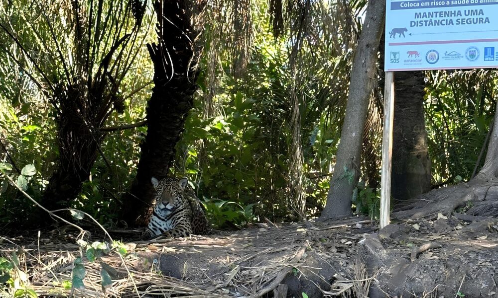 A Fera Silenciosa O Mist rio do Ataque de On a no Pantanal que Estremeceu o Pa s