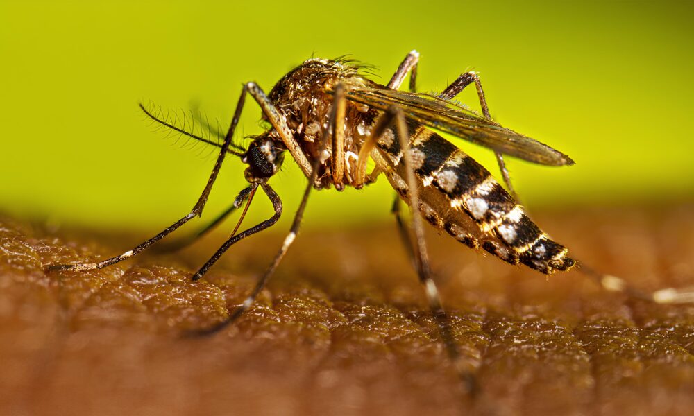 A Sombra Silenciosa da Dengue Como Indaiatuba Luta Contra um Inimigo Invis vel em 2025