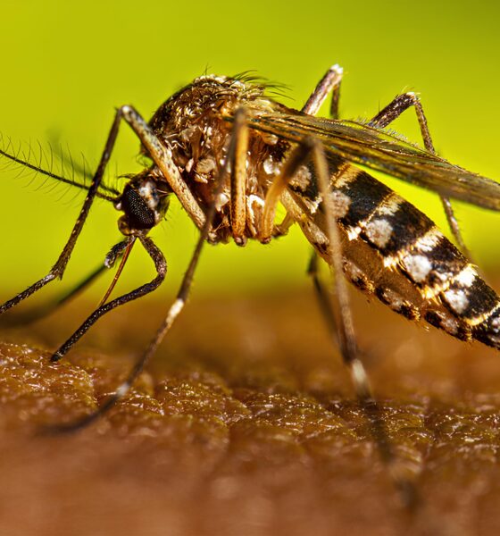 A Sombra Silenciosa da Dengue: Como Indaiatuba Luta Contra um Inimigo Invisível em 2025 16 A Sombra Silenciosa da Dengue Como Indaiatuba Luta Contra um Inimigo Invis vel em 2025