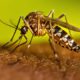 A Sombra Silenciosa da Dengue Como Indaiatuba Luta Contra um Inimigo Invis vel em 2025
