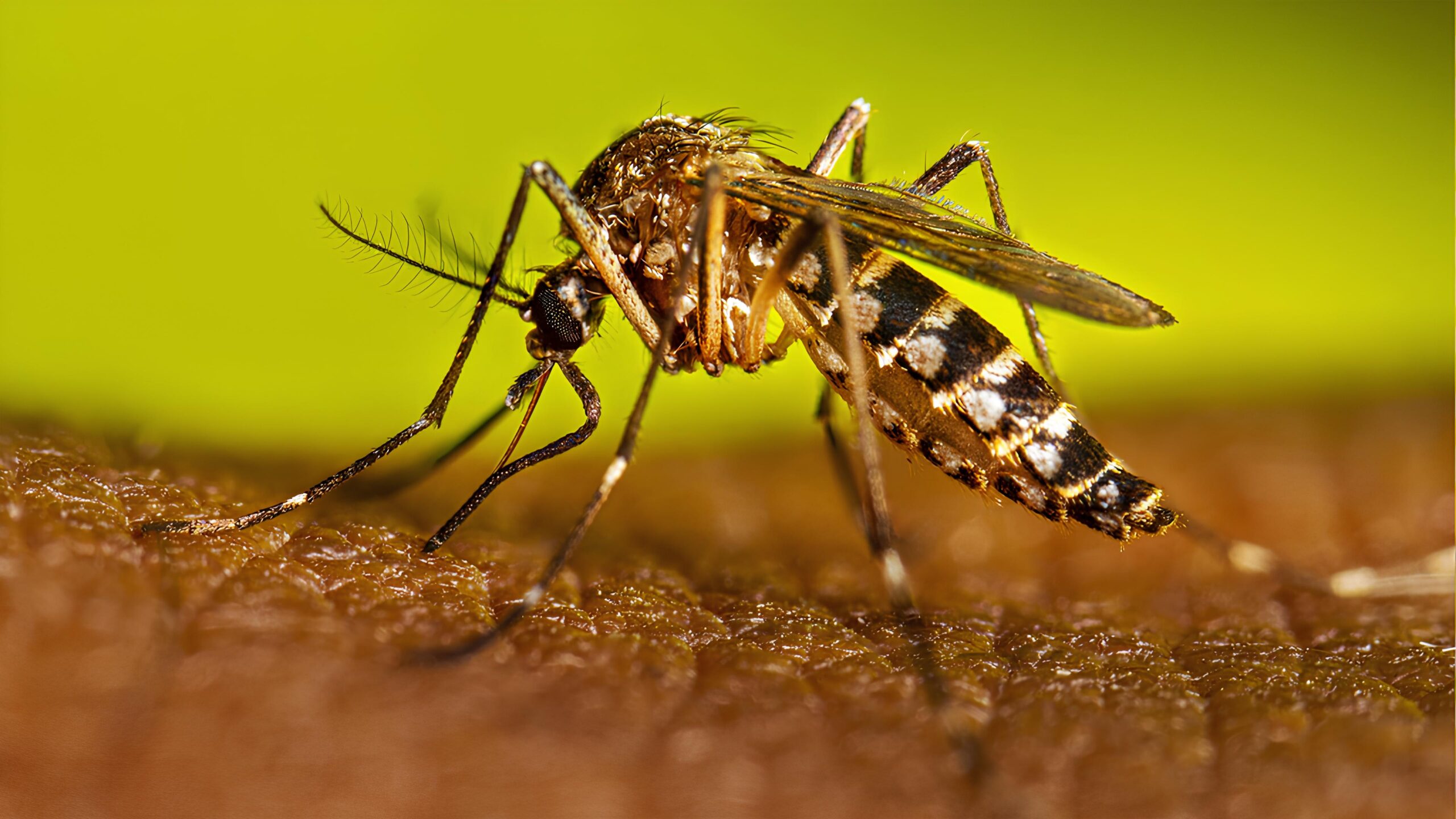 A Sombra Silenciosa da Dengue: Como Indaiatuba Luta Contra um Inimigo Invisível em 2025 15 A Sombra Silenciosa da Dengue Como Indaiatuba Luta Contra um Inimigo Invis vel em 2025 scaled