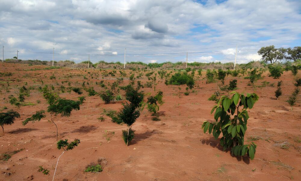 Como 6 700 rvores Est o Transformando o Futuro de Campinas A Hist ria do Reflorestamento no Campo Belo