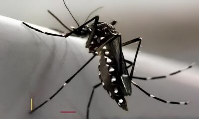 Como o Aedes do Bem Est Redefinindo a Luta Contra a Dengue em Campinas e Indaiatuba