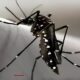 Como o Aedes do Bem Est Redefinindo a Luta Contra a Dengue em Campinas e Indaiatuba