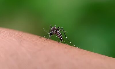 Dengue em Indaiatuba A Sexta V tima e o Alerta Vermelho para 2025