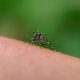 Dengue em Indaiatuba A Sexta V tima e o Alerta Vermelho para 2025
