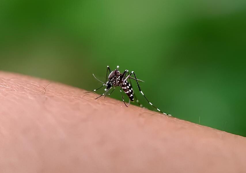 Dengue em Indaiatuba A Sexta V tima e o Alerta Vermelho para 2025